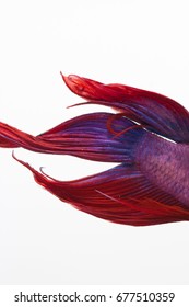 Red, Blue, And Purple Beta Fish In A Glass Aquarium 