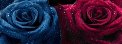 Red And Blue Roses In Water Drops Close-up. Roses In Dew Drops