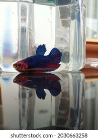 Red Blue Vampire Fish In The Bottle