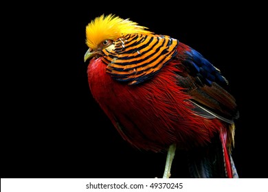 Red Blue And Yellow Colored Bird On Black Background