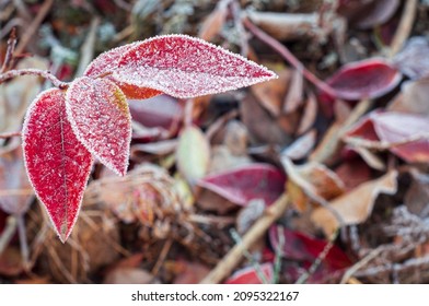 Red blueberry leaves in the snow, frost in gardening. Bush branch in hoarfrost