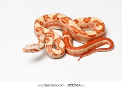 Red Boa Constrictor Snake On White Stock Photo 203261485 | Shutterstock