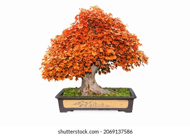 Red Bonsai Tree Of Trident Maple In Autumn Isolated On White With Clipping Path