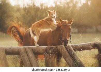 Red border collie dog and horse are friends at sunset in summer
