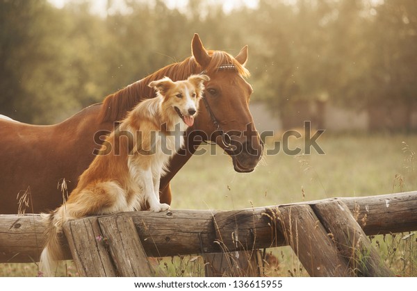 Red border collie dog and horse together at sunset\
in summer
