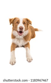 Red Border Collie Dog Lying Down Looking At The Camera Seen From An High Angle View On A White Background