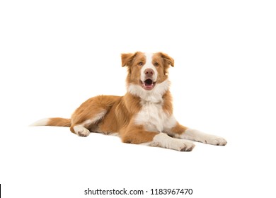7,488 Red border collie Images, Stock Photos & Vectors | Shutterstock