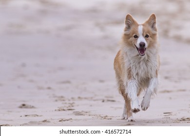 Red Border Collie Running On A Beach.