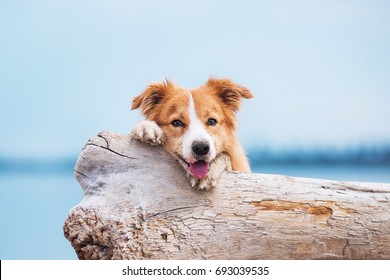 Red Border Collie Running On A Beach.