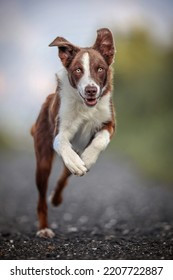 Red Border Collie running outdoors  - Shutterstock ID 2207722887