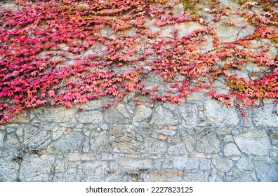 Red boston ivy growing on the stone wall. Plant Parthenocissus tricuspidata