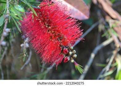 Red Bottle Brush Flower In Garden