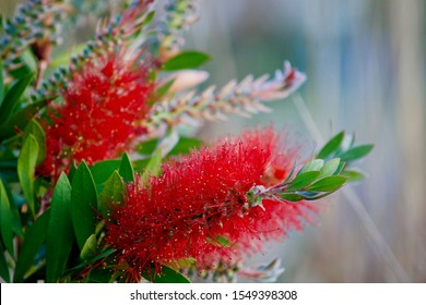 Red Bottle Brush Flowers - Australian Native Plant