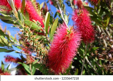 Red Bottlebrush Flower 