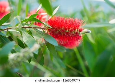 Red Bottlebrush Flower, A Great Summer Symbol For Christmas In Australia