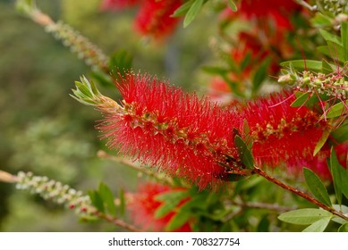 Red Bottlebrush Flowers