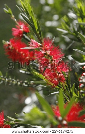 Red bottlebrush plant and flowers in bloom 