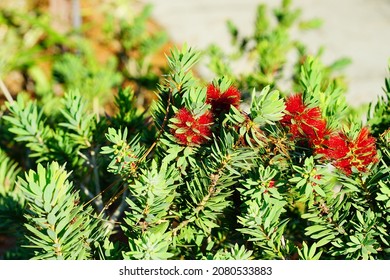 Red Bottlebrush Tree And Flower	