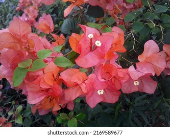 Red Bougainvillea Flowers With Green Leaves Growing On The Side Of The Road In A Photo Using A Cellphone Camera With Color Tone Editing Using Photoshop