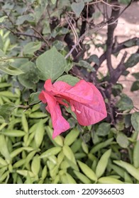 Red Bougainvillea In The Garden