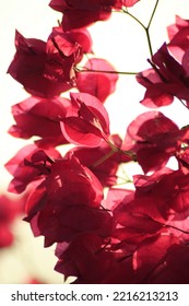 Red Bougainvillea In The Garden