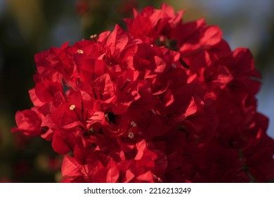 Red Bougainvillea In The Garden