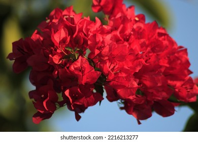 Red Bougainvillea In The Garden