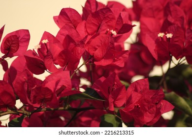 Red Bougainvillea In The Garden