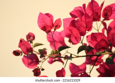 Red Bougainvillea In The Garden