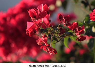 Red Bougainvillea In The Garden