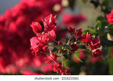 Red Bougainvillea In The Garden