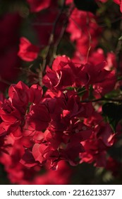 Red Bougainvillea In The Garden