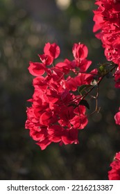 Red Bougainvillea In The Garden