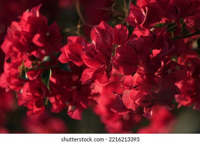 Red Bougainvillea In The Garden