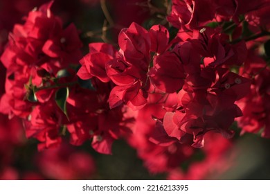 Red Bougainvillea In The Garden