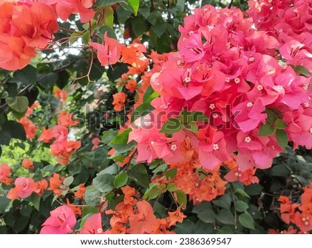 Red Bougainvillea spectabilis (great bougainvillea) flowers with a blurred background.  Nature background. Bunga kertas. 