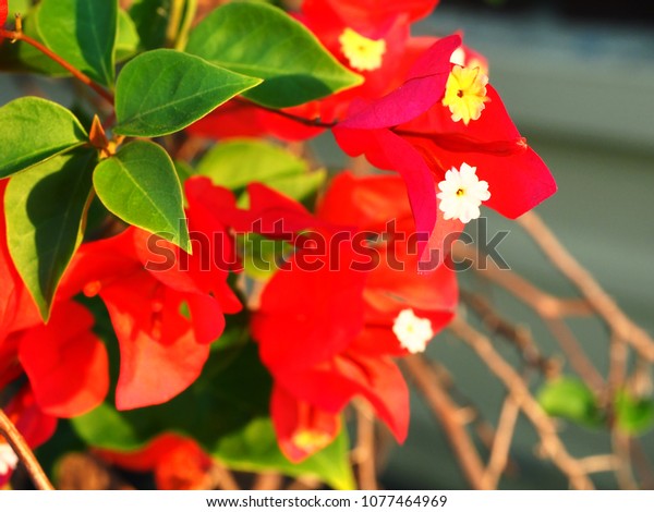 Red Bougainvillea White Flowers Thai Call Nature Stock Image