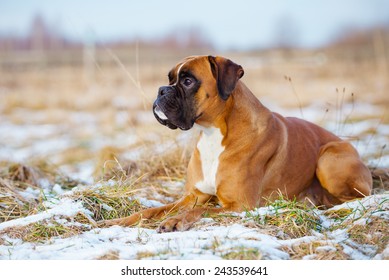 Red Boxer Dog Lying Down