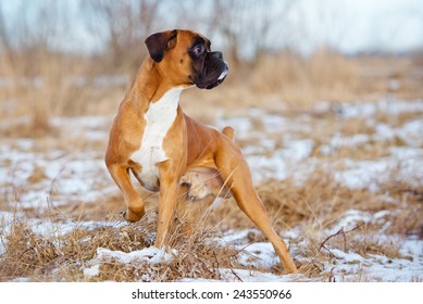 Red Boxer Dog Standing Outdoors