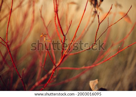 Image, Stock Photo dogwood Evening Branch