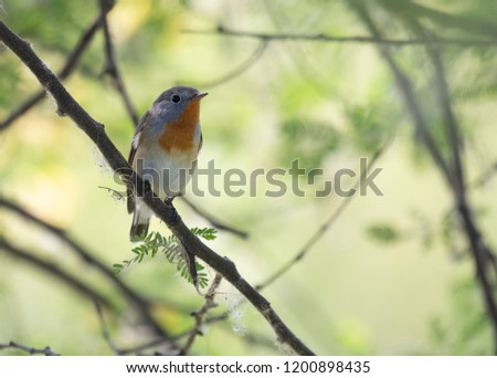 Similar – Rotkehlchen Umwelt Natur