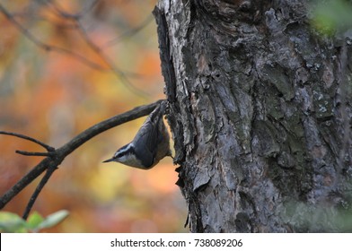 Red breasted nuthatch