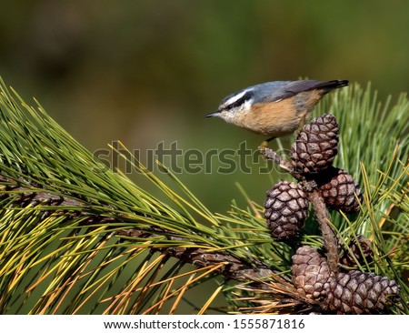Red breasted Nuthatch on Pine Cones Portrait