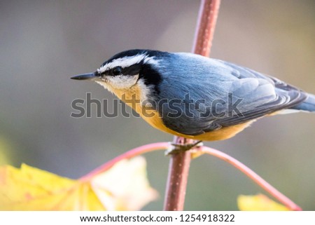 Red breasted nuthatch on a tree branch in Autumn