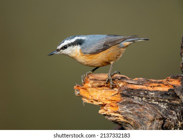 1,181 Red breasted nuthatch Images, Stock Photos & Vectors | Shutterstock