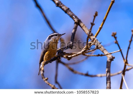 Red breasted nuthatch in spring