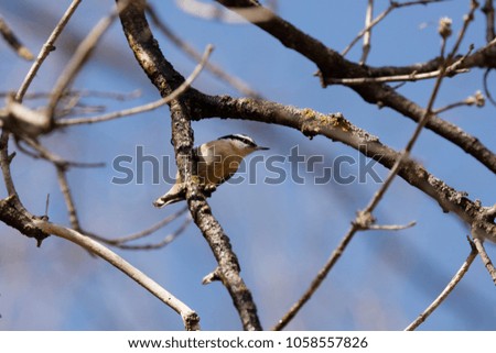 Red breasted nuthatch in spring