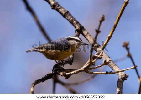 Red breasted nuthatch in spring