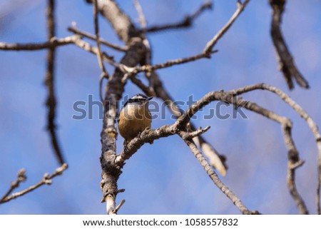 Red breasted nuthatch in spring