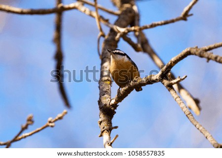 Red breasted nuthatch in spring